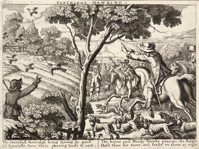 Partridge Hawking by Wenceslaus Hollar